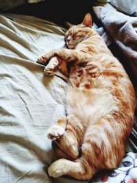 High angle view of cat sleeping on bed