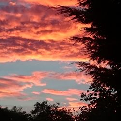 Low angle view of silhouette trees against sky at sunset