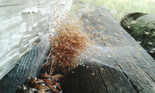 High angle view of wood