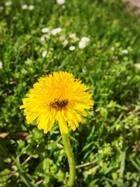 Close-up of yellow flower blooming outdoors