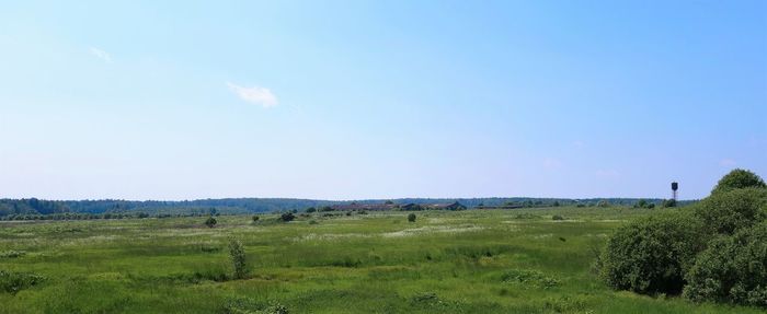 Scenic view of field against clear blue sky