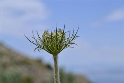 Close-up of plant growing against sky