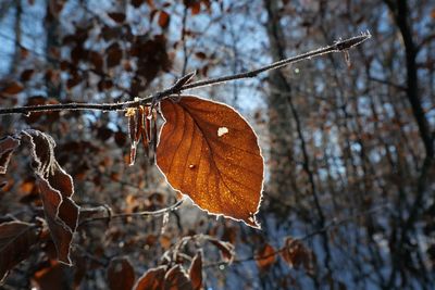 Close-up of dry leaves on branch against blurred background