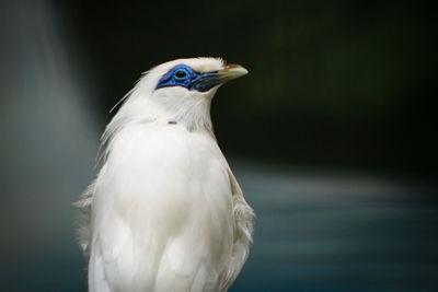 Close-up of a bali myna bird