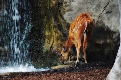 Horse standing in a water