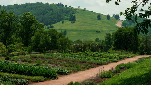 Narrow pathway along countryside landscape