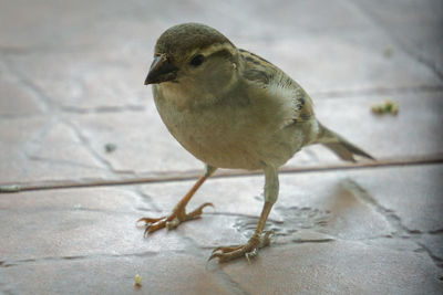 Close-up of bird perching on floor