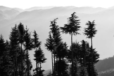 Low angle view of pine trees against sky