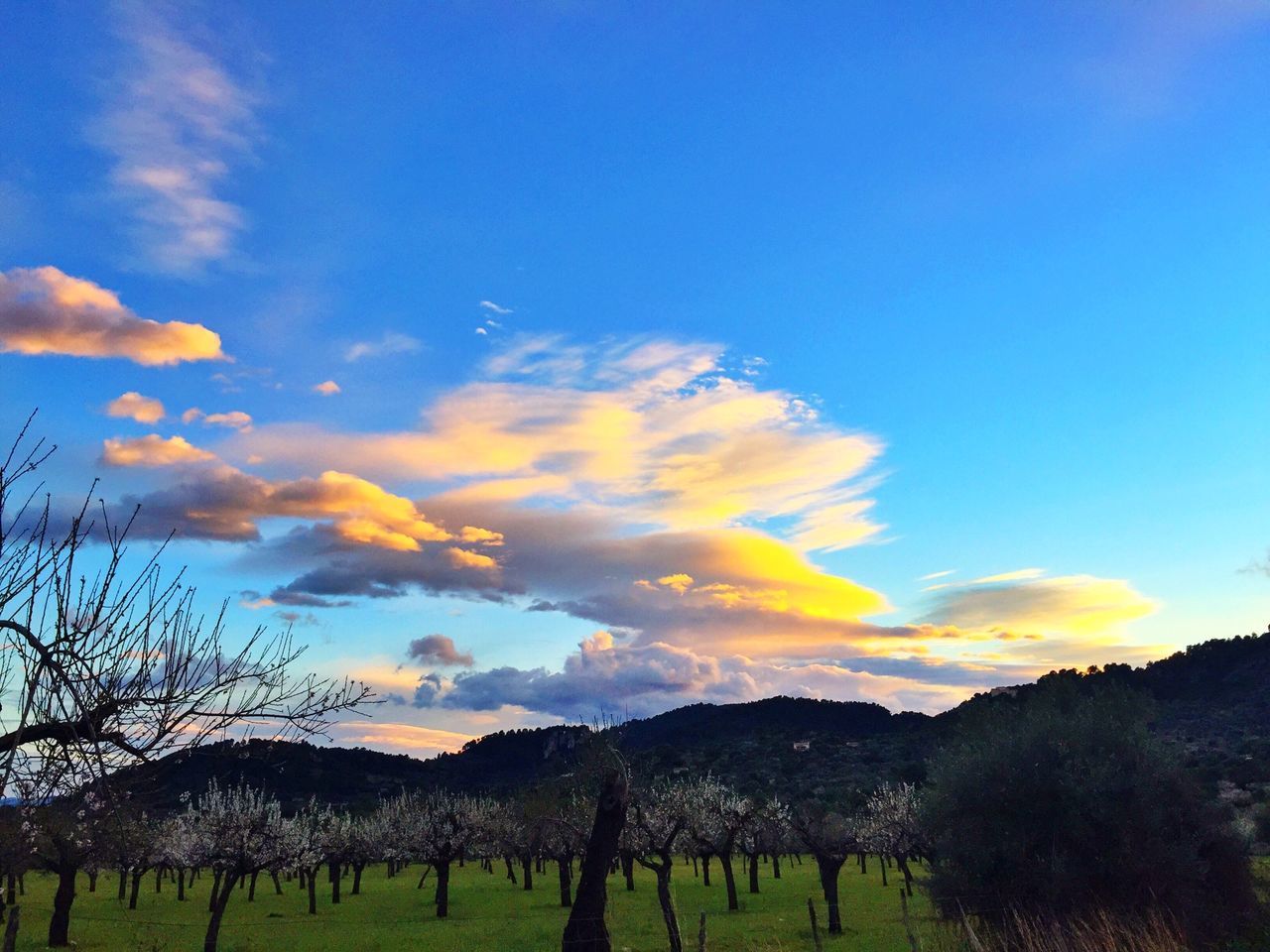 sky, landscape, tranquil scene, tranquility, scenics, field, beauty in nature, tree, nature, grass, cloud - sky, blue, sunset, cloud, idyllic, non-urban scene, rural scene, growth, outdoors, horizon over land