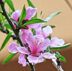 Close-up of pink flowers