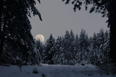 Trees on snow covered field against sky