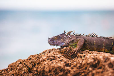Close-up of iguana