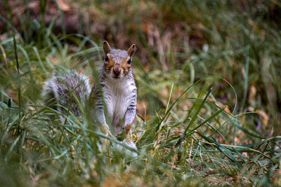 Close up of squirrel