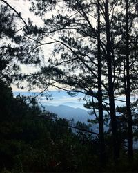 Scenic view of forest against sky