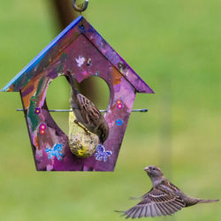 High angle view of a bird flying