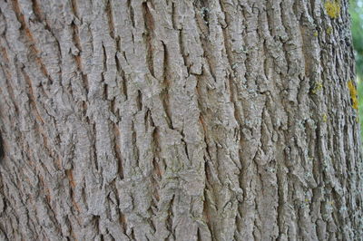 Full frame shot of tree trunk
