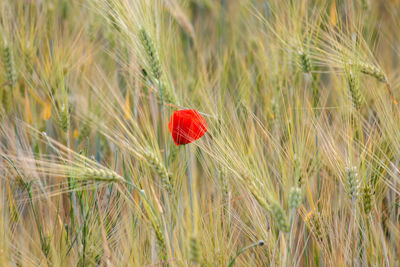 Close-up of red poppy in field