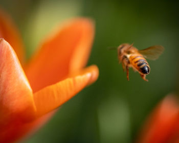 Close-up of bee pollinating flower