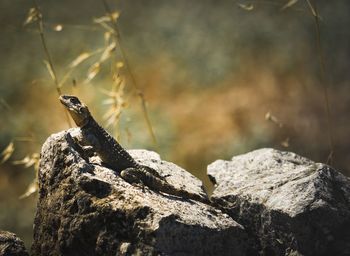 Close-up of lizard on rock