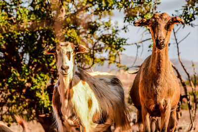 Two goats looking at camera