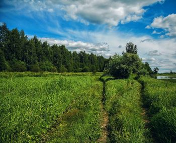 Scenic view of agricultural field against sky