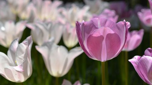 Close-up of pink flowers