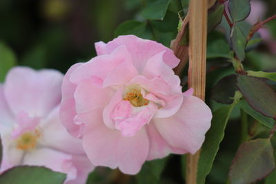 Close-up of pink rose