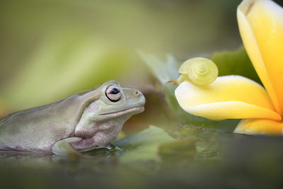 The australian green tree frog or dumpy tree frog, with natural and colorful background.