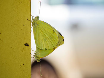 Close-up of butterfly on leaf