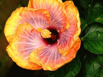 Close-up of orange day lily