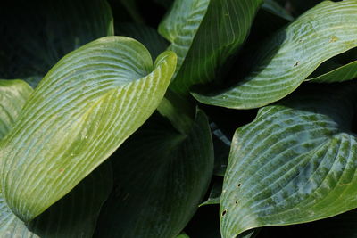 Close-up of leaves