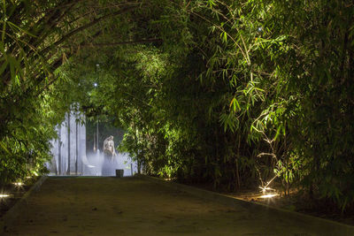 Footpath amidst trees