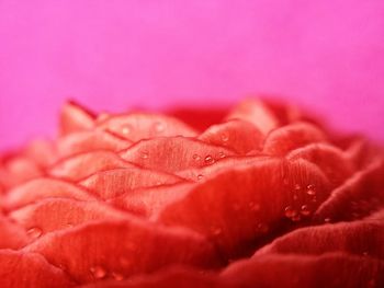 Close-up of red flower