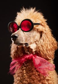 Close-up of dog with sunglasses against black background