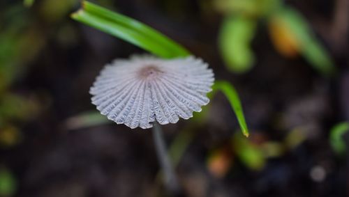 Close-up of flowers