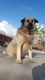 Portrait of a dog looking away