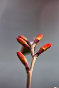 Close-up of plant against blurred background