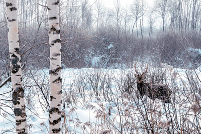 Snow covered land and trees in forest