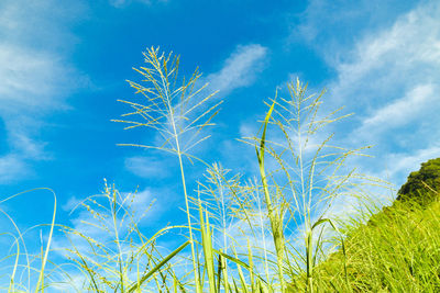 Low angle view of plants against blue sky