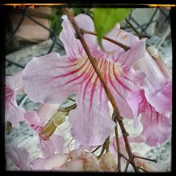 Close-up of pink flower plant