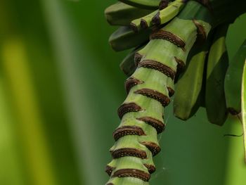 Close-up of fresh green leaves