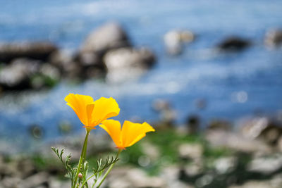 Close-up of yellow crocus blooming outdoors