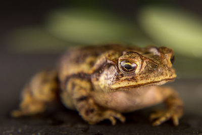 Close-up of frog on leaf