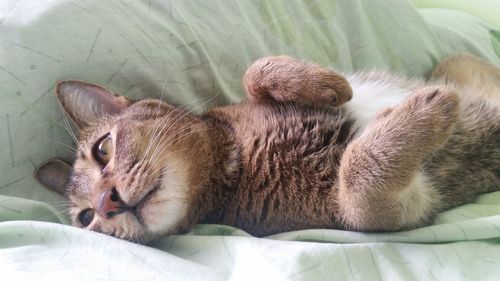 Cat relaxing on bed at home