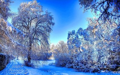 Bare trees in snow against clear blue sky