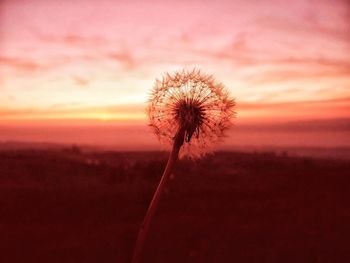 Close-up of silhouette flower against sunset sky