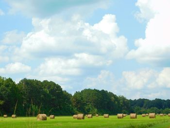 Cows grazing on grassy field