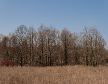 Bare trees on field against sky