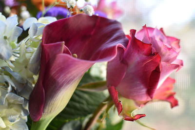 Close-up of pink roses