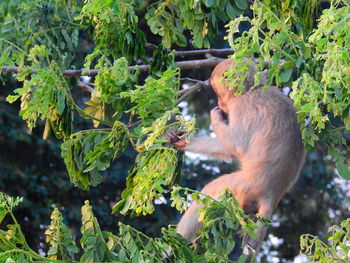 Monkey in a tree